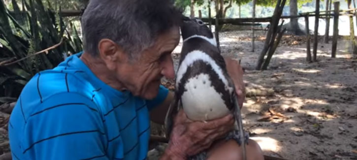 Pinguim nada 8 mil km todos os anos para visitar brasileiro que o salvou