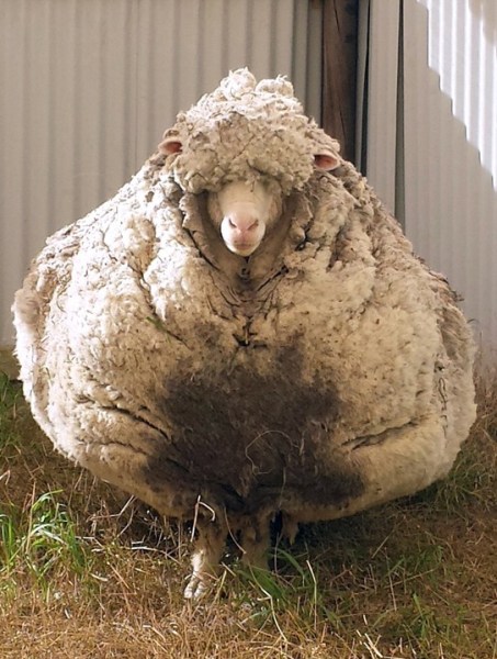 Ovelha gigante da Austrália