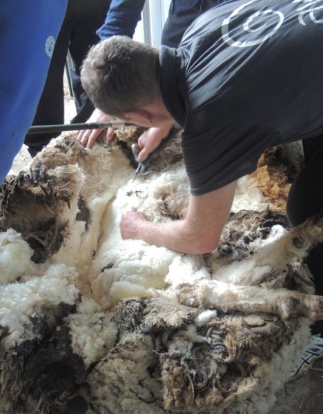 Ovelha gigante da Austrália