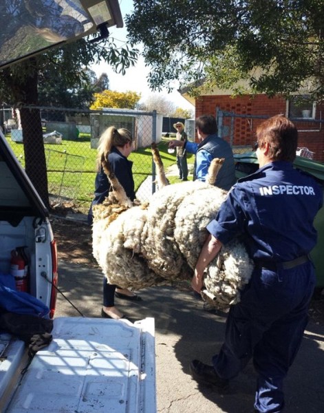 Ovelha gigante da Austrália