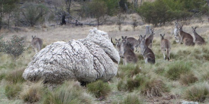 Ovelha gigante da Austrália