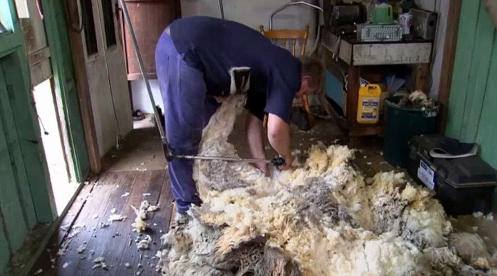 Ovelha gigante da Austrália