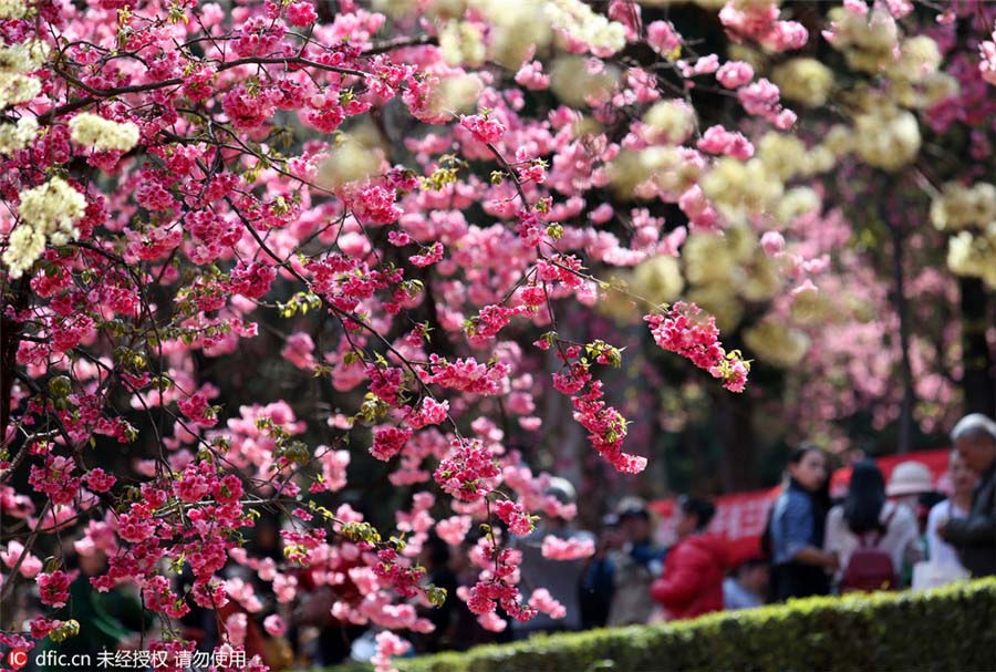 Flores de Cerejeira florescem no sul da China