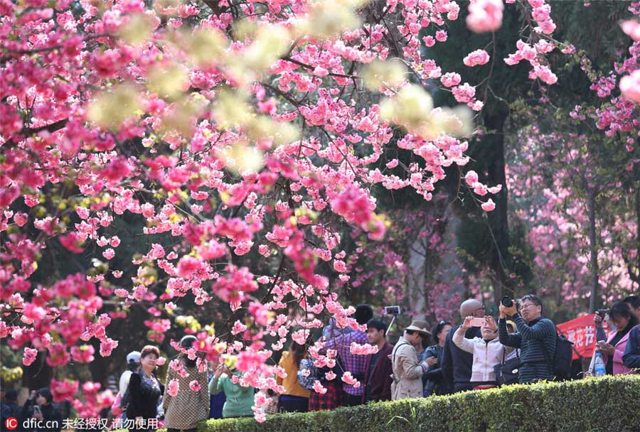 Flores de Cerejeira florescem no sul da China
