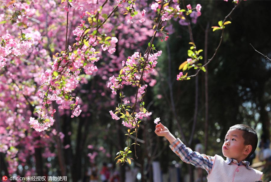Flores de Cerejeira florescem no sul da China