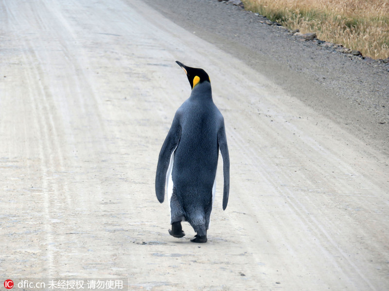 Pinguim-imperador desnorteado alvo da camara de fotógrafo