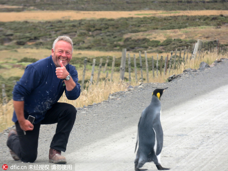 Pinguim-imperador desnorteado alvo da camara de fotógrafo