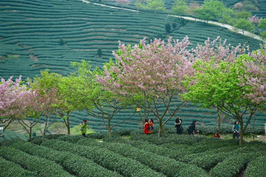 Cerejeiras florescem em meio a uma planta??o de chá
