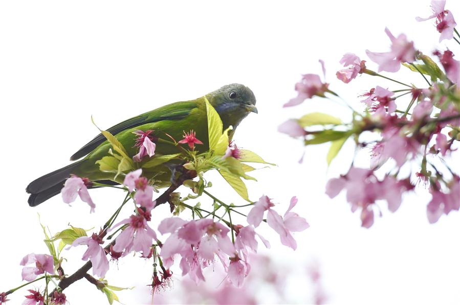 Cerejeiras florescem em meio a uma planta??o de chá