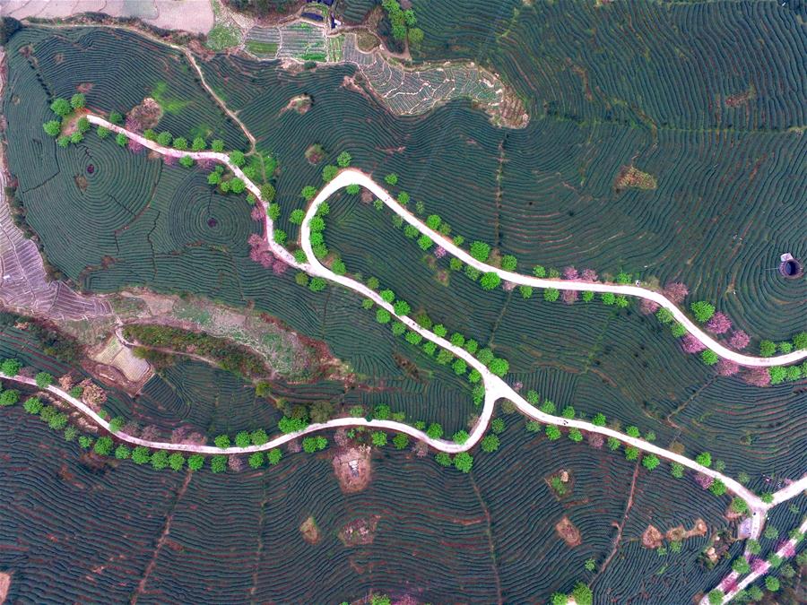 Cerejeiras florescem em meio a uma planta??o de chá