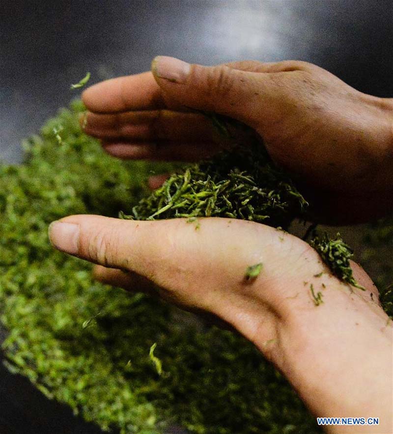 Produ??o de chá Biluochun