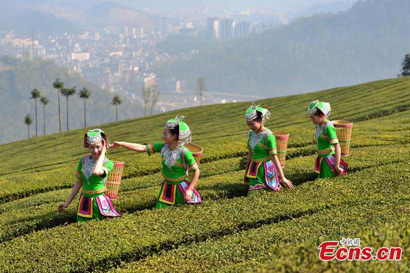 Colheita de chá da primavera come?a no centro da China