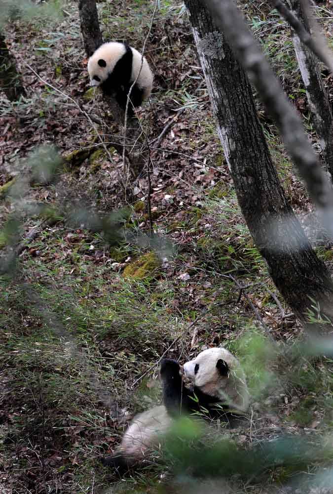 Pandas selvagens vistos no noroeste da China