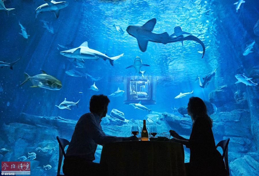 Insólito: Aquário de Paris oferece a oportunidade de dormir com…tubar?es