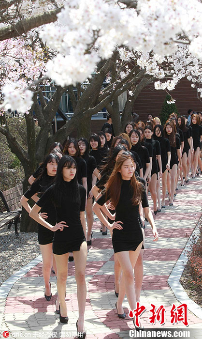 Estudantes universitárias desfilam em meio às cerejeiras