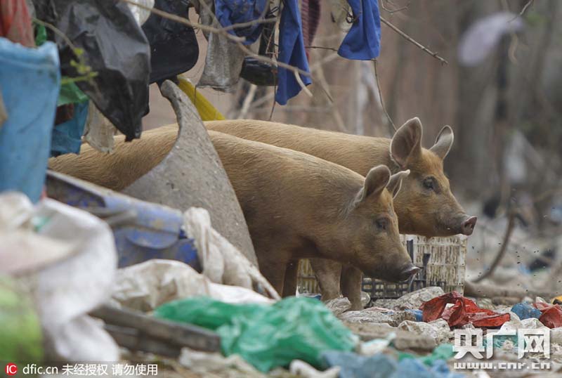 Idoso faz cria??o de 14 porcos na área urbana de Zhengzhou