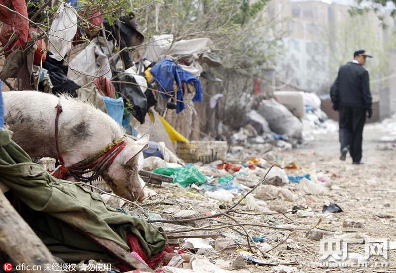 Idoso faz cria??o de 14 porcos na área urbana de Zhengzhou