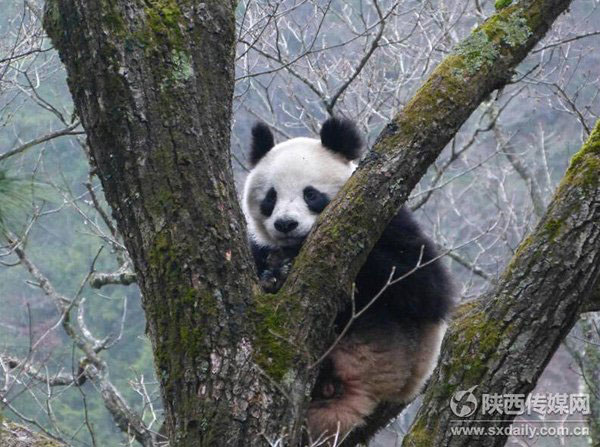 Imagens raras de pandas selvagens se acasalando s?o divulgadas