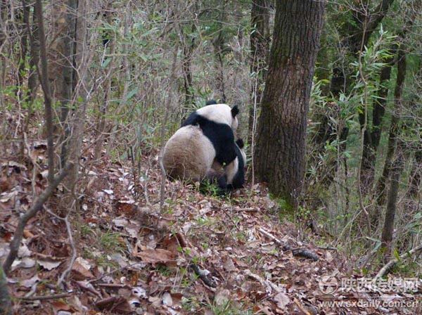 Imagens raras de pandas selvagens se acasalando s?o divulgadas