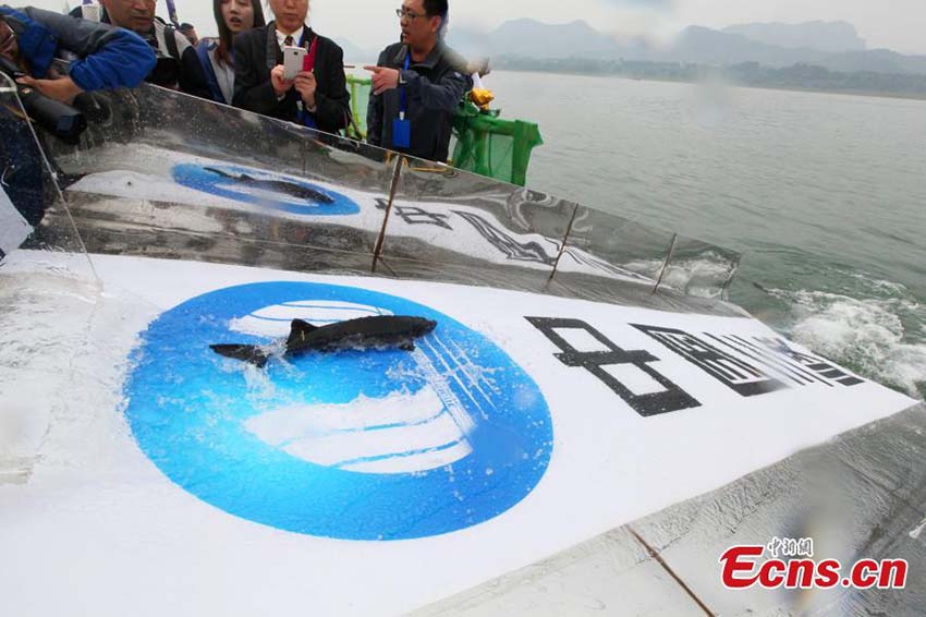 Esturj?es em perigo de extin??o s?o libertados no Rio Yangtzé