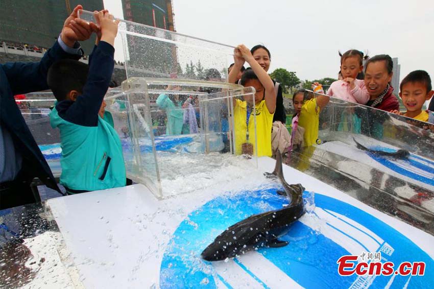 Esturj?es em perigo de extin??o s?o libertados no Rio Yangtzé