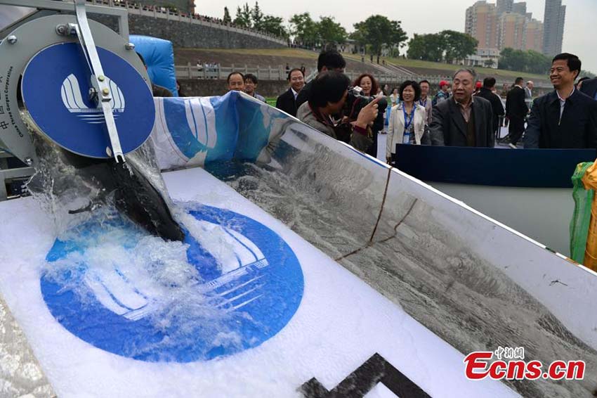Esturj?es em perigo de extin??o s?o libertados no Rio Yangtzé