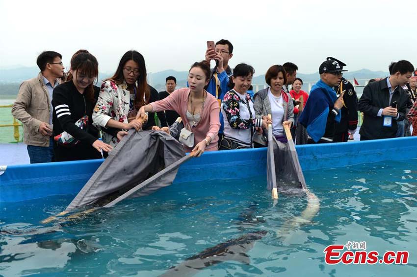 Esturj?es em perigo de extin??o s?o libertados no Rio Yangtzé