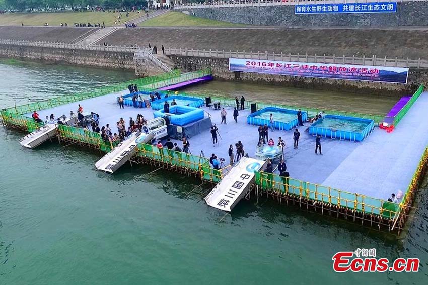 Esturj?es em perigo de extin??o s?o libertados no Rio Yangtzé