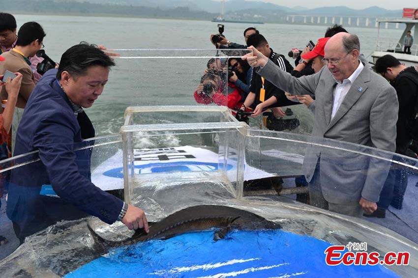 Esturj?es em perigo de extin??o s?o libertados no Rio Yangtzé