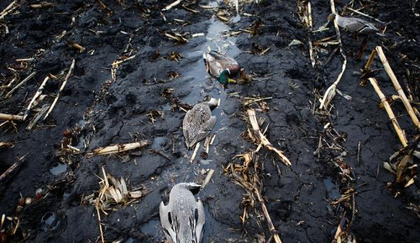 Traficantes de pássaros s?o presos no nordeste da China