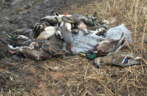 Traficantes de pássaros s?o presos no nordeste da China