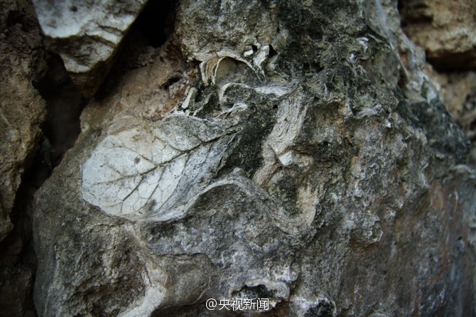 Aldeia antiga com casas construidas por fósseis de 375 milh?es de anos