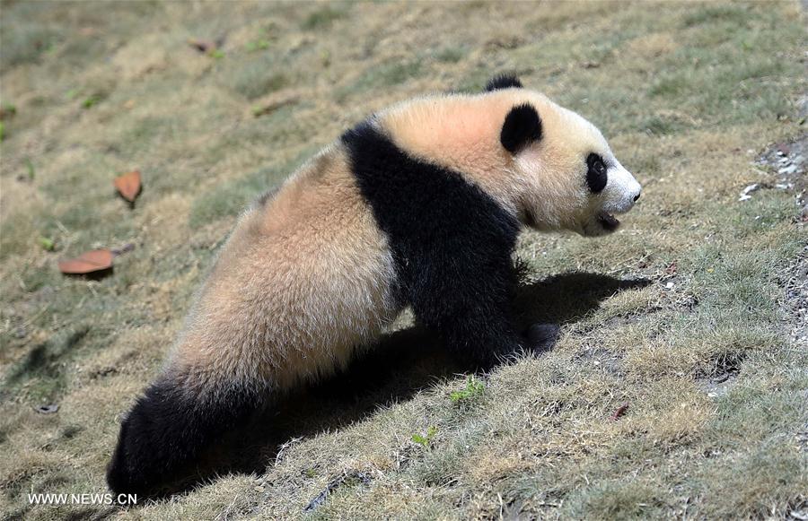 Novo parque de pandas gigantes entra em funcionamento