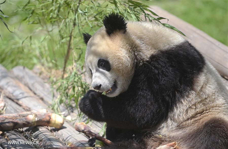 Novo parque de pandas gigantes entra em funcionamento