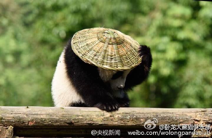 Filhote de panda parece ter saído do filme“Kung Fu Panda”