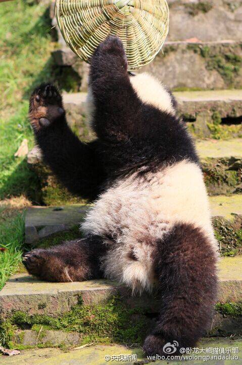 Filhote de panda parece ter saído do filme“Kung Fu Panda”