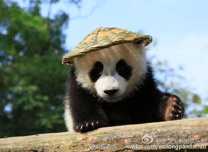 Filhote de panda parece ter saído do filme“Kung Fu Panda”