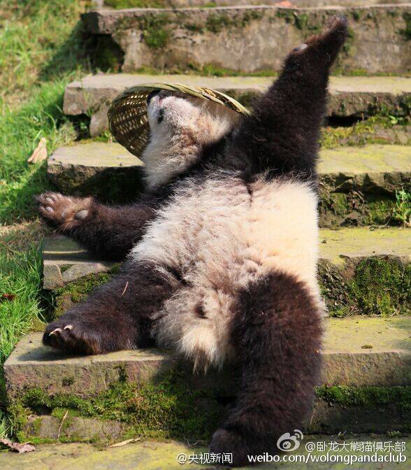 Filhote de panda parece ter saído do filme“Kung Fu Panda”