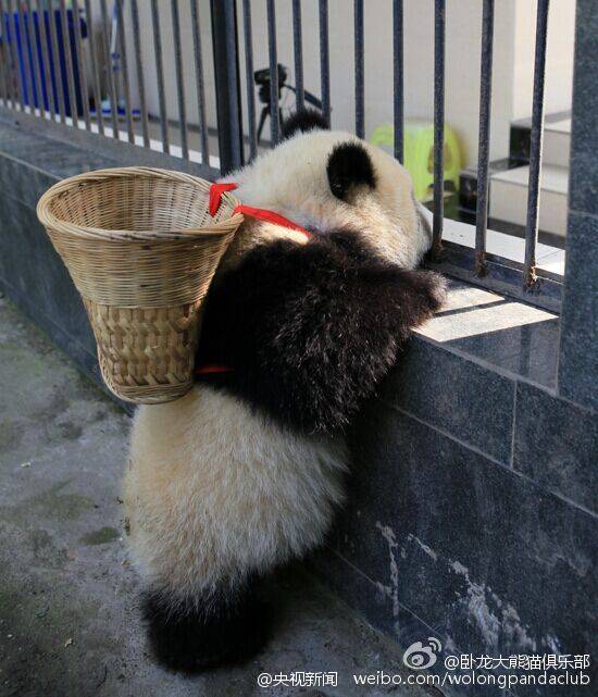 Filhote de panda parece ter saído do filme“Kung Fu Panda”