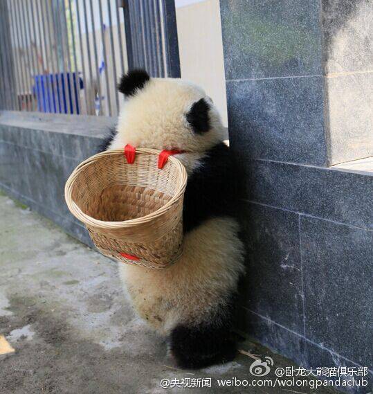 Filhote de panda parece ter saído do filme“Kung Fu Panda”