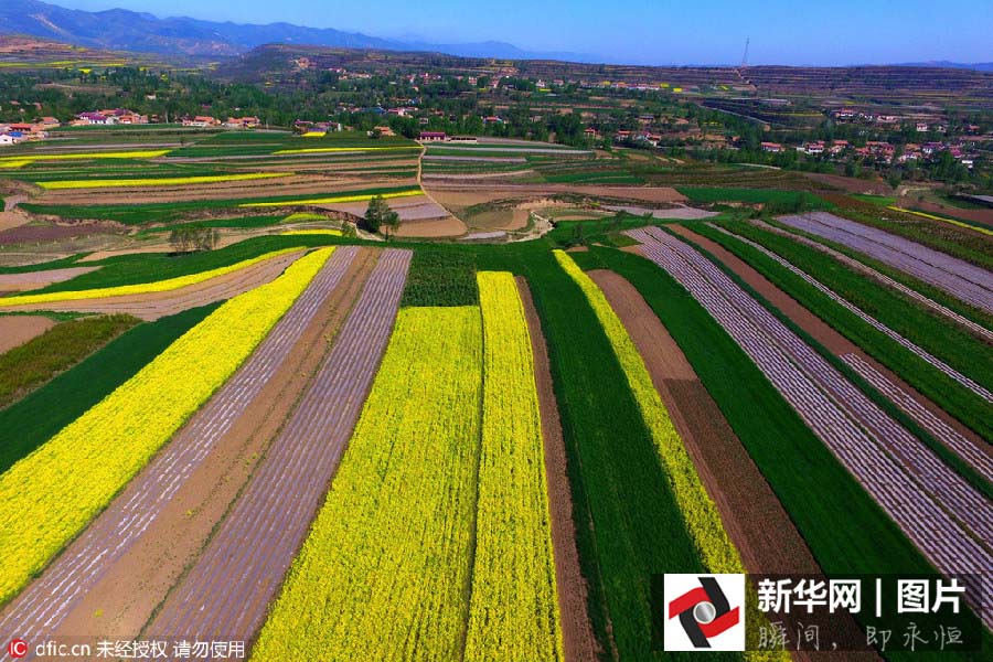 Inicia a esta??o das flores de canola no noroeste da China