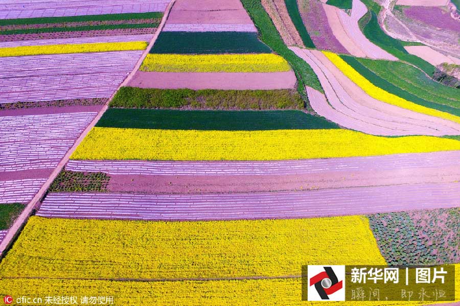 Inicia a esta??o das flores de canola no noroeste da China