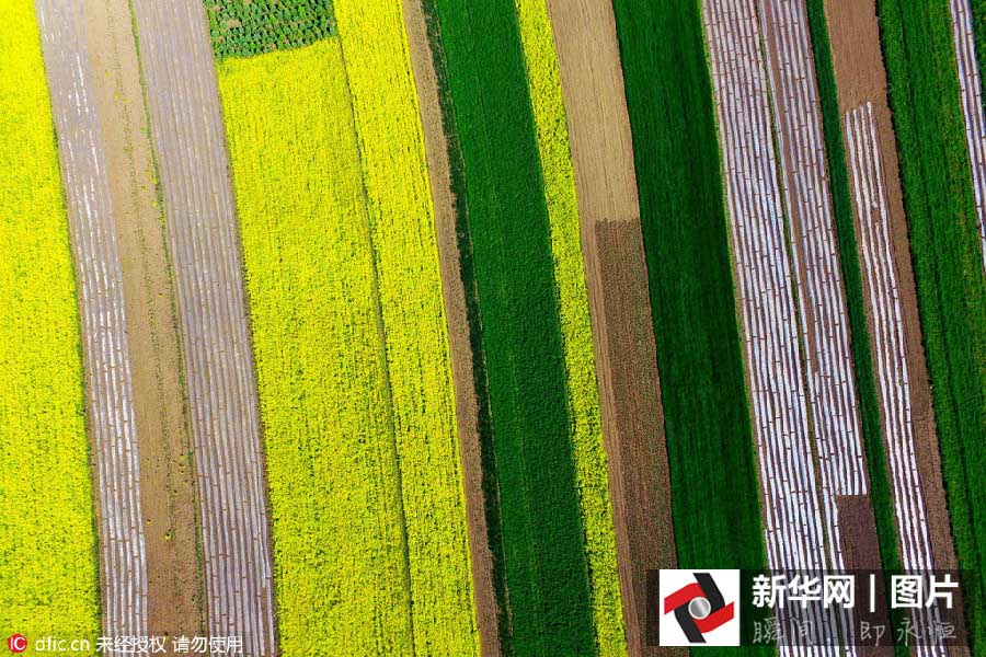 Inicia a esta??o das flores de canola no noroeste da China