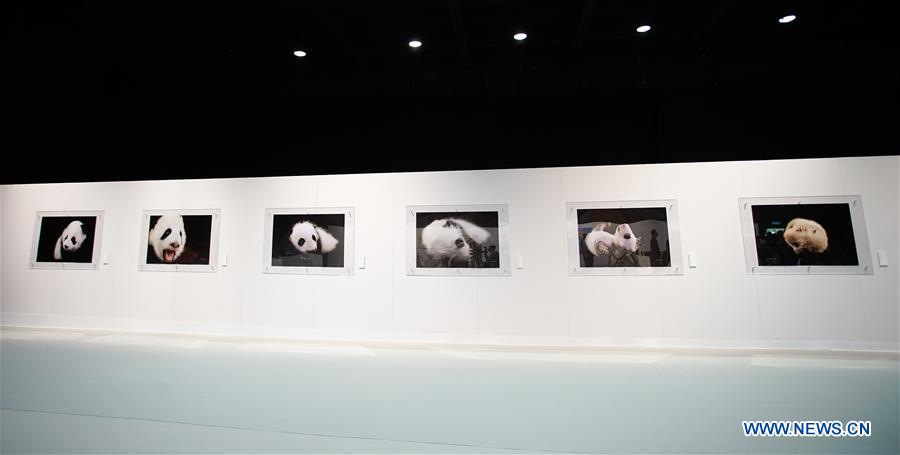 Exposi??o de arte alusiva ao panda será inaugurada em HK