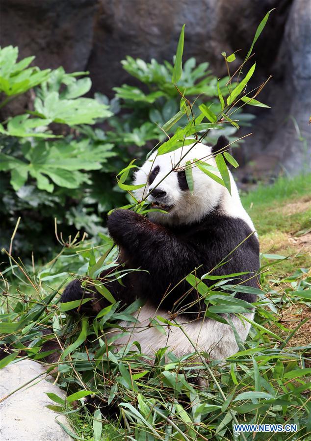 Ying Ying e Le Le: As estrelas do Parque Oceano de Hong Kong