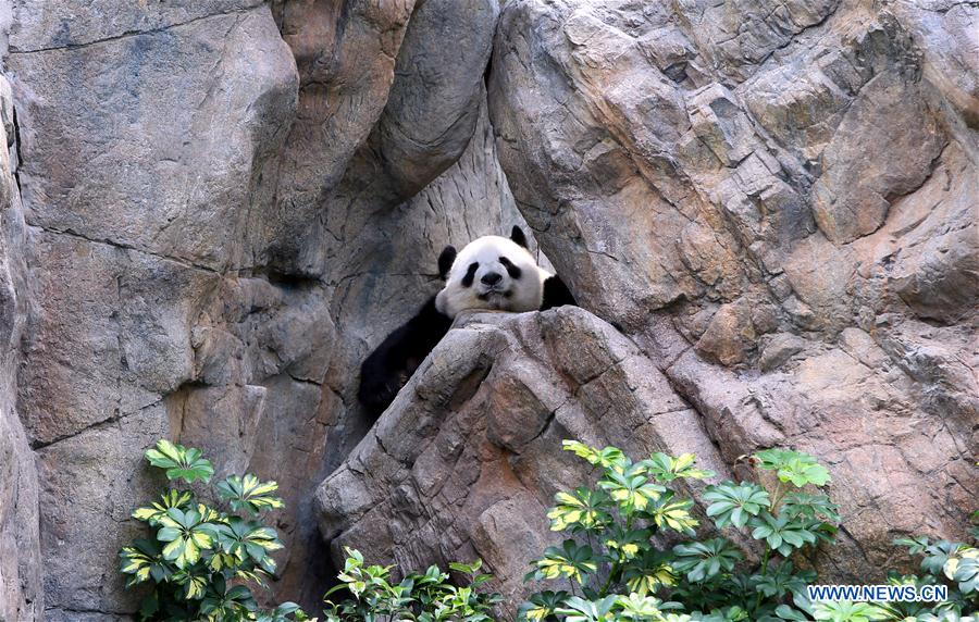 Ying Ying e Le Le: As estrelas do Parque Oceano de Hong Kong