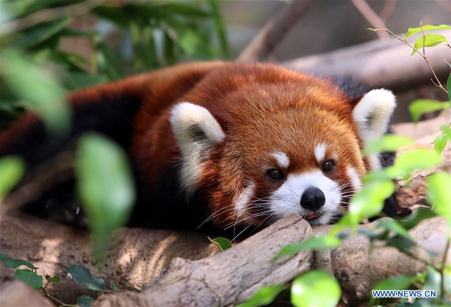 Ying Ying e Le Le: As estrelas do Parque Oceano de Hong Kong