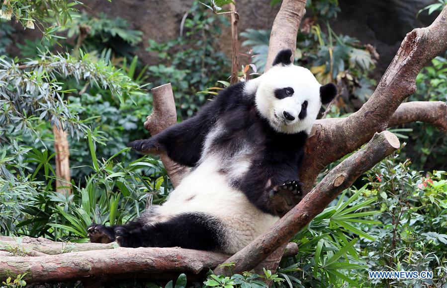 Ying Ying e Le Le: As estrelas do Parque Oceano de Hong Kong