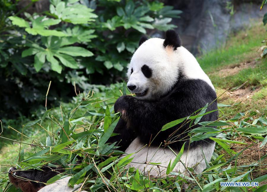 Ying Ying e Le Le: As estrelas do Parque Oceano de Hong Kong