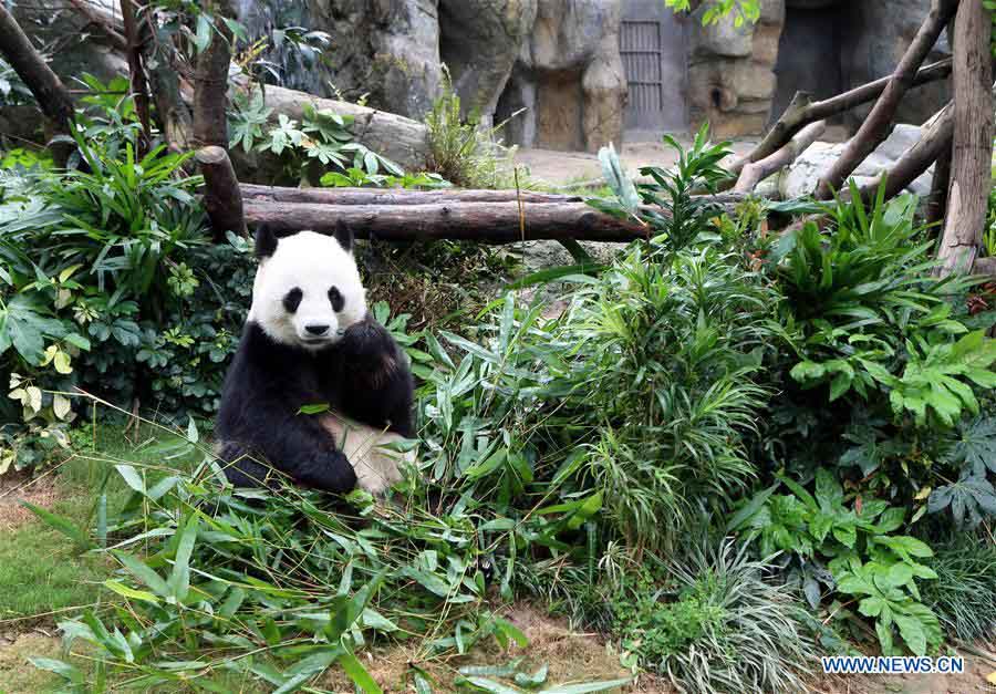 Ying Ying e Le Le: As estrelas do Parque Oceano de Hong Kong